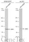 Janus Kinase 3 antibody, GTX133717, GeneTex, Western Blot image 