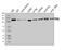 Pitrilysin Metallopeptidase 1 antibody, A08969-1, Boster Biological Technology, Western Blot image 