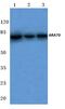 Nuclear Receptor Coactivator 4 antibody, PA5-36391, Invitrogen Antibodies, Western Blot image 