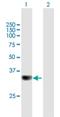 Protein Phosphatase 6 Catalytic Subunit antibody, H00005537-B01P, Novus Biologicals, Western Blot image 