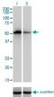 Coagulation Factor IX antibody, H00002158-M01, Novus Biologicals, Western Blot image 