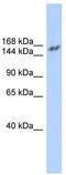 Nuclear Receptor Coactivator 3 antibody, TA330567, Origene, Western Blot image 