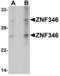 Zinc Finger Protein 346 antibody, LS-B7038, Lifespan Biosciences, Western Blot image 