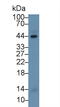 Caspase 1 antibody, LS-C299561, Lifespan Biosciences, Western Blot image 