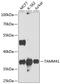 TAM41 Mitochondrial Translocator Assembly And Maintenance Homolog antibody, GTX32910, GeneTex, Western Blot image 