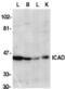 ICAD antibody, TA305969, Origene, Western Blot image 