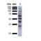 Nitrotyrosine antibody, 56456, QED Bioscience, Western Blot image 