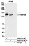 RNA Binding Motif Protein 12B antibody, A305-871A-M, Bethyl Labs, Immunoprecipitation image 