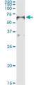 Forkhead Box A2 antibody, H00003170-M01, Novus Biologicals, Immunoprecipitation image 