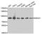 DExD-Box Helicase 21 antibody, MBS128986, MyBioSource, Western Blot image 