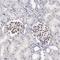 Serum Response Factor antibody, HPA001819, Atlas Antibodies, Immunohistochemistry frozen image 