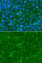 Acyl-CoA Dehydrogenase Family Member 9 antibody, PA5-76270, Invitrogen Antibodies, Immunofluorescence image 