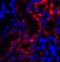 Transient Receptor Potential Cation Channel Subfamily V Member 4 antibody, 7695, ProSci Inc, Immunofluorescence image 