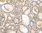 Tetraspanin 13 antibody, MBS2517030, MyBioSource, Immunohistochemistry paraffin image 