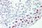 Transcription Elongation Factor A Like 3 antibody, MBS248275, MyBioSource, Immunohistochemistry paraffin image 