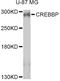 CREB Binding Protein antibody, STJ29848, St John