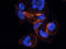 c-Kit antibody, orb308734, Biorbyt, Immunofluorescence image 