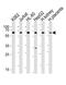 Erythropoietin Receptor antibody, A00427-3, Boster Biological Technology, Western Blot image 