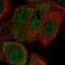 Adipogenesis Regulatory Factor antibody, NBP2-30736, Novus Biologicals, Immunofluorescence image 