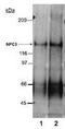NPC1 Like Intracellular Cholesterol Transporter 1 antibody, TA309769, Origene, Western Blot image 