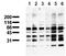 Phosphoserine antibody, AM00115PU-N, Origene, Western Blot image 