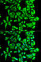 Heat Shock Protein 90 Alpha Family Class B Member 1 antibody, 13-842, ProSci, Immunofluorescence image 