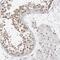 Tripartite Motif Containing 66 antibody, HPA027420, Atlas Antibodies, Immunohistochemistry frozen image 