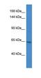 Lysine Demethylase 2A antibody, orb330951, Biorbyt, Western Blot image 