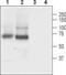 Sodium- and chloride-dependent GABA transporter 3 antibody, GTX00634, GeneTex, Western Blot image 