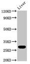 RAB26, Member RAS Oncogene Family antibody, CSB-PA892347LA01HU, Cusabio, Western Blot image 