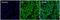 Ribosomal Protein S6 antibody, 710405, Invitrogen Antibodies, Immunofluorescence image 