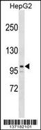 AT-Rich Interaction Domain 5B antibody, 59-209, ProSci, Western Blot image 