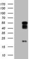 Photoreceptor-specific nuclear receptor antibody, TA806272S, Origene, Western Blot image 