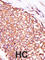 Protein Kinase C Theta antibody, abx033124, Abbexa, Western Blot image 