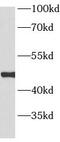 Actin Related Protein 3 antibody, FNab00598, FineTest, Western Blot image 