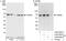 Heat Shock Protein Family D (Hsp60) Member 1 antibody, A302-845A, Bethyl Labs, Immunoprecipitation image 