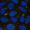 AP-5 complex subunit beta-1 antibody, HPA067880, Atlas Antibodies, Immunocytochemistry image 