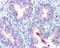 ATP Binding Cassette Subfamily A Member 1 antibody, NB400-105, Novus Biologicals, Immunohistochemistry frozen image 