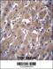 Aldo-Keto Reductase Family 1 Member C2 antibody, 56-299, ProSci, Immunohistochemistry frozen image 