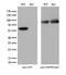 Glucose-6-Phosphate Isomerase antibody, M00108, Boster Biological Technology, Western Blot image 