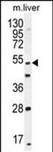Thymocyte Selection Associated antibody, PA5-71485, Invitrogen Antibodies, Western Blot image 
