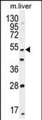 Thymocyte Selection Associated antibody, PA5-71485, Invitrogen Antibodies, Western Blot image 