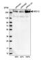 Mediator Complex Subunit 12 antibody, PA5-51852, Invitrogen Antibodies, Western Blot image 