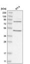 Poly(A) Polymerase Gamma antibody, PA5-65148, Invitrogen Antibodies, Western Blot image 