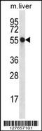 Nucleoredoxin antibody, 56-457, ProSci, Western Blot image 