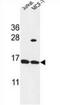 Small Proline Rich Protein 1A antibody, AP54032PU-N, Origene, Western Blot image 