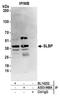 Stem-Loop Binding Protein antibody, A303-968A, Bethyl Labs, Immunoprecipitation image 