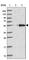 Calcium Binding Tyrosine Phosphorylation Regulated antibody, HPA047801, Atlas Antibodies, Western Blot image 