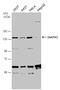 Diaphanous Related Formin 3 antibody, GTX130803, GeneTex, Western Blot image 