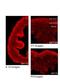 Neuropeptide Y Receptor Y1 antibody, NBP1-59008, Novus Biologicals, Immunohistochemistry frozen image 
